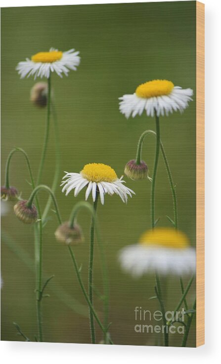 Daisy Wood Print featuring the photograph Four Sisters by Julie Lueders 