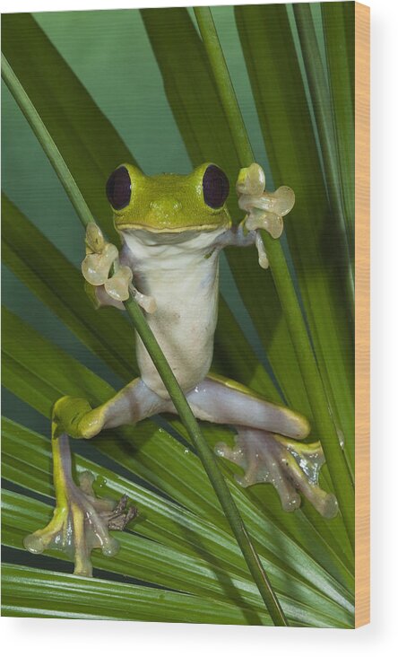 Mp Wood Print featuring the photograph Gliding Leaf Frog Agalychnis Spurrelli by Pete Oxford
