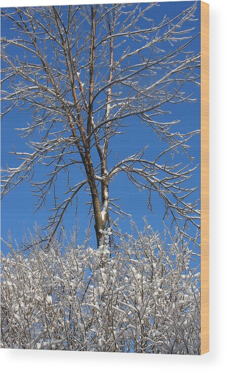 Snow Wood Print featuring the photograph Glorious winter by Doris Potter