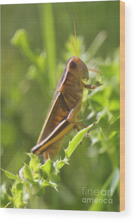 Portrait Wood Print featuring the photograph Grasshopper by Donna L Munro