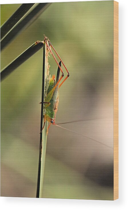 Grasshopper Wood Print featuring the photograph Grasshopper by Katherine White