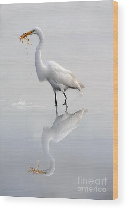 Egret Wood Print featuring the photograph Great egret with lunch by Dan Friend