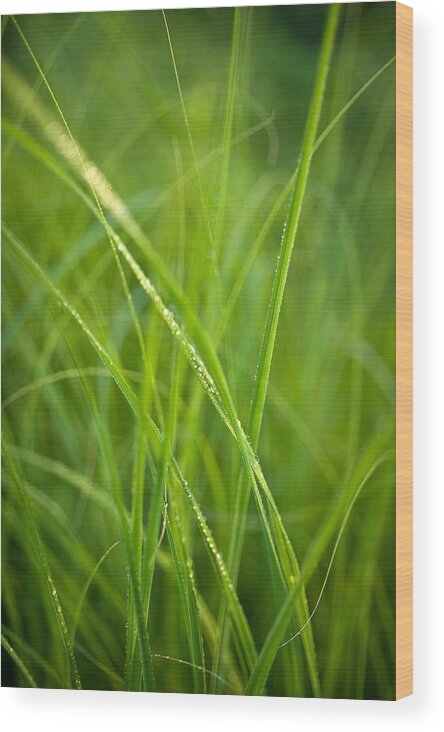 Prairie Wood Print featuring the photograph Green Prairie Grass by Steve Gadomski