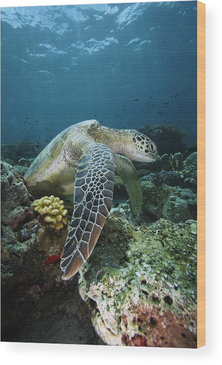 Mp Wood Print featuring the photograph Green Sea Turtle Chelonia Mydas by Hiroya Minakuchi
