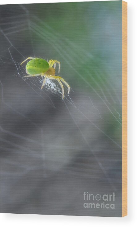 Yhun Suarez Wood Print featuring the photograph Green Spider 1.0 by Yhun Suarez