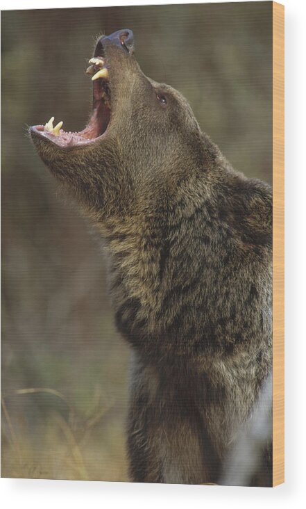 00172917 Wood Print featuring the photograph Grizzly Bear Calling North America by Tim Fitzharris