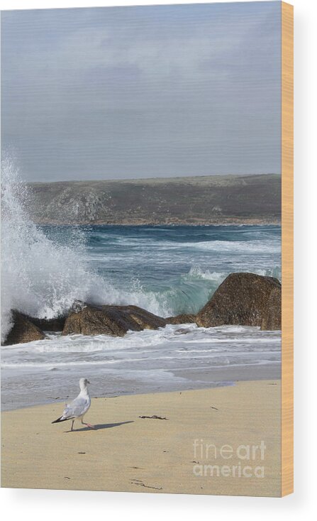 Seagull Wood Print featuring the photograph Gull on the sand by Linsey Williams
