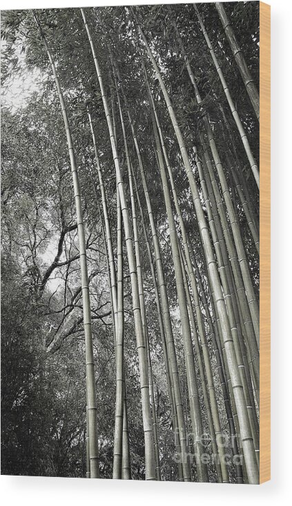 Trees Wood Print featuring the photograph Hakone Bamboo 1 by Ellen Cotton