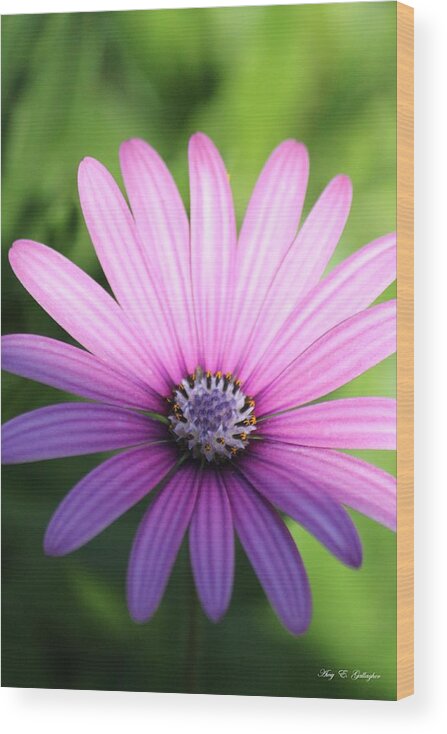 Purple Wood Print featuring the photograph Half and Half by Amy Gallagher