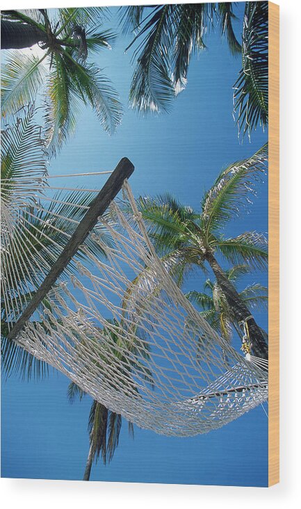 Concept Wood Print featuring the photograph Hammock And Palm Tree, Great Barrier by Ron Watts