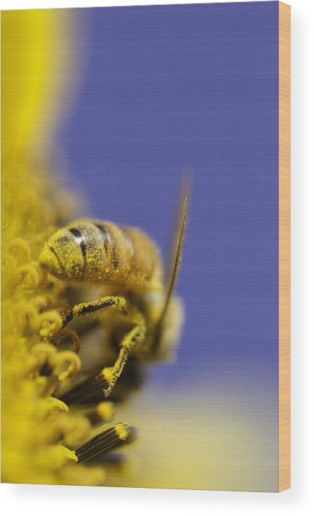 Bee Wood Print featuring the photograph Hard Worker by Danielle Silveira