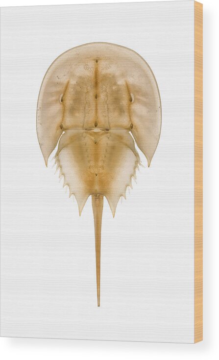 00476975 Wood Print featuring the photograph Horseshoe Crab Shed Skin Delaware by Piotr Naskrecki