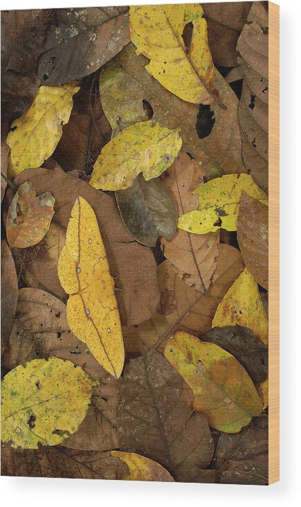Mp Wood Print featuring the photograph Imperial Moth Eacles Imperialis by Pete Oxford