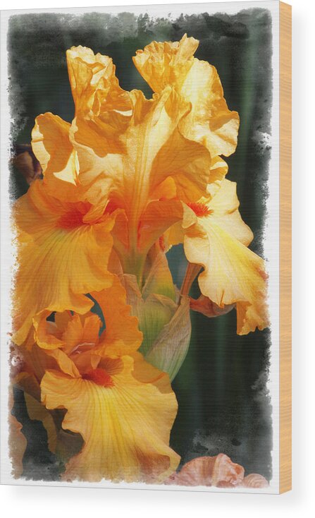 Iris Wood Print featuring the photograph Iris by Judy Deist