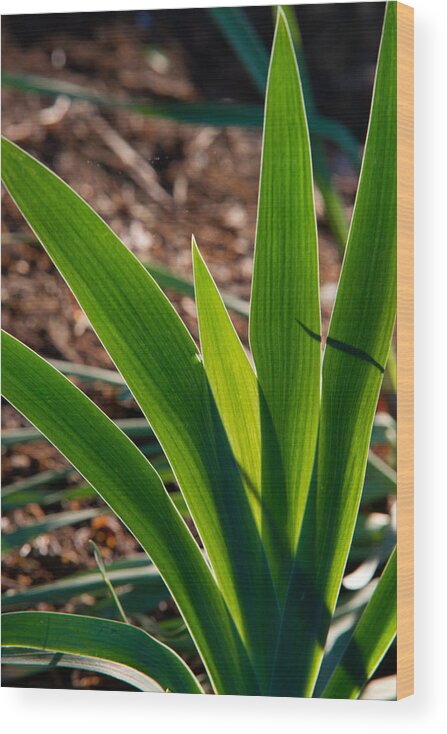 Iris Wood Print featuring the photograph Iris Plant in Sunset by Douglas Barnett