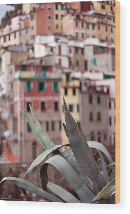 Riomaggiore Wood Print featuring the photograph Italian Aloe by Mike Reid