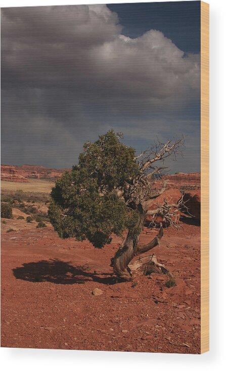 Canyon Wood Print featuring the photograph Juniper Canyonlands National Park by Benjamin Dahl