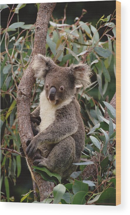 Mp Wood Print featuring the photograph Koala Phascolarctos Cinereus Young Male by Gerry Ellis