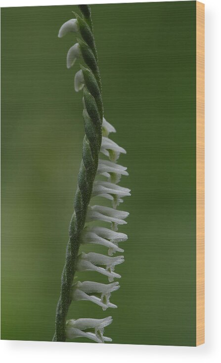 Northern Slender Ladies'-tresses Wood Print featuring the photograph Ladies' Tresses Orchid by Daniel Reed