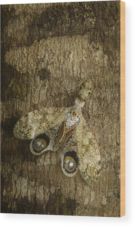 Mp Wood Print featuring the photograph Lantern Bug Fulgora Laternaria by Pete Oxford