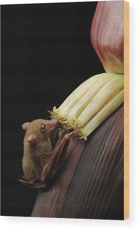 Mp Wood Print featuring the photograph Lesser Long-tongued Fruit Bat by Ch'ien Lee