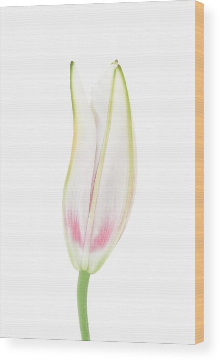 Snow Wood Print featuring the photograph Lily in the Snow by Tom and Pat Cory