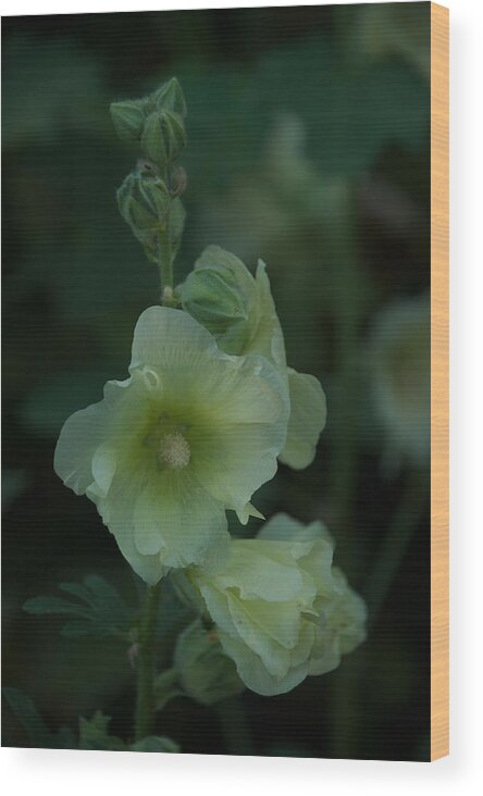 Flower Wood Print featuring the photograph Lime by Joseph Yarbrough