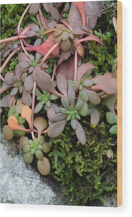 Sedum Pulchellum Wood Print featuring the photograph Lime Stonecrop Leaves In Winter by Daniel Reed