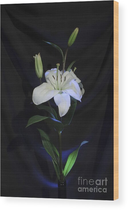Floral Wood Print featuring the photograph Lit Lily by Balanced Art
