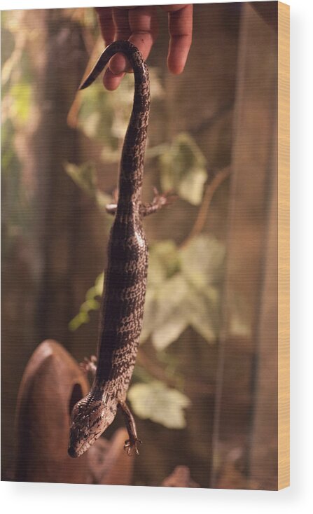 Lizard Wood Print featuring the photograph Lizard Tail by Carole Hinding