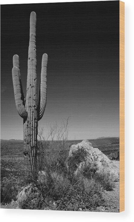 Lone Saguaro Wood Print featuring the photograph Lone Saguaro by Chad Dutson