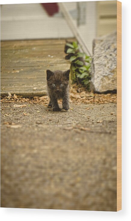 Kitten Wood Print featuring the photograph Miniature Stalker by Heather Applegate