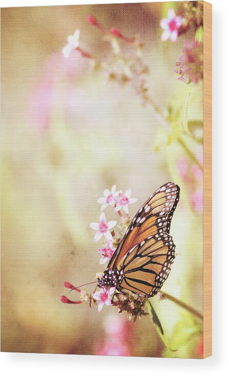 Monarch Wood Print featuring the photograph Monarch Canvas by Joel Olives