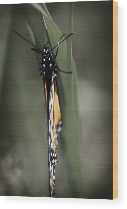 Hovind Wood Print featuring the photograph Monarch on a Blade of Grass by Scott Hovind