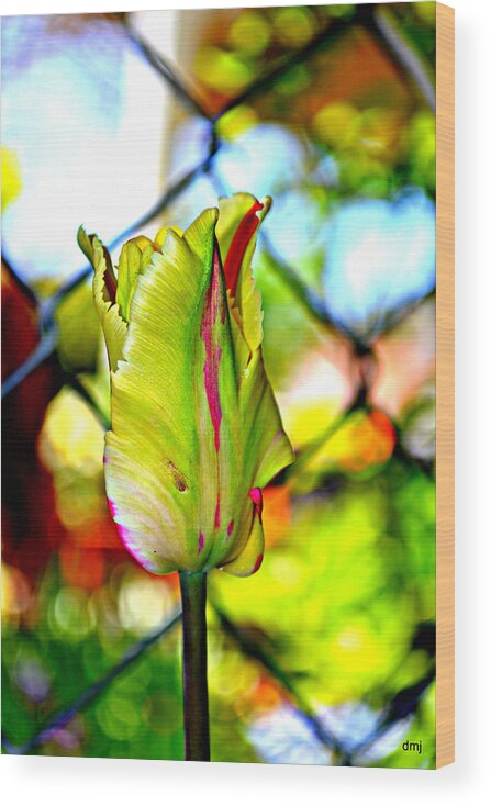 Parrot Tulip Wood Print featuring the photograph Mood Swing by Diane montana Jansson