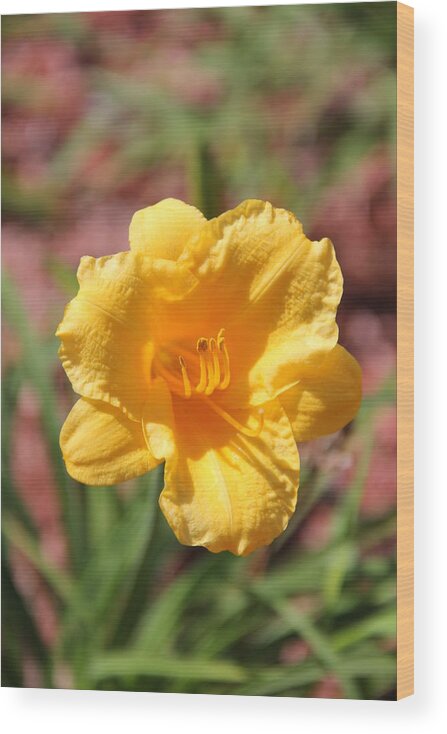 Flowers Wood Print featuring the photograph Morning Primrose by Charlene Reinauer