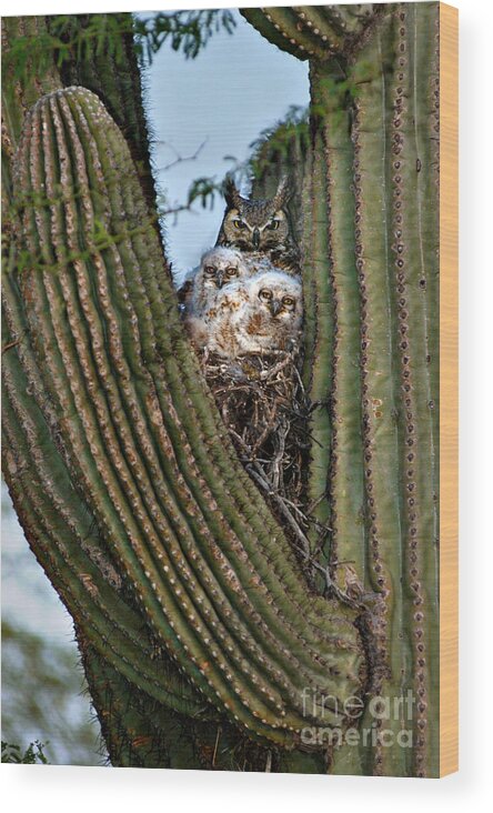 Owl Wood Print featuring the photograph Mother Owl with Chicks Cactus Nest by Joanne West