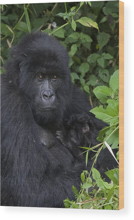 00427965 Wood Print featuring the photograph Mountain Gorilla Mother And Infant Parc by Suzi Eszterhas
