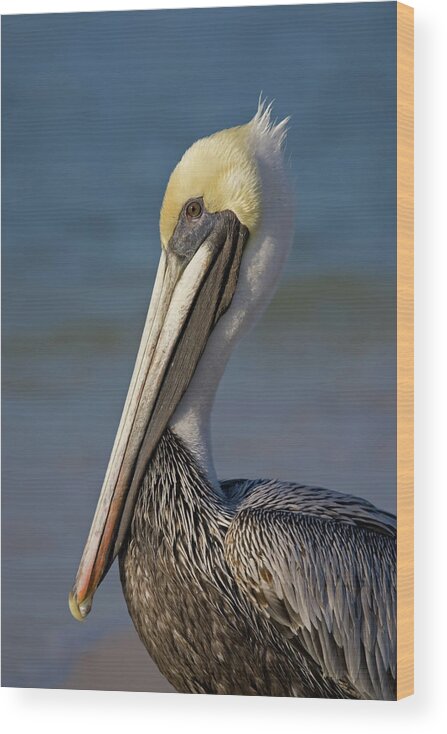 Pelican Wood Print featuring the photograph Mr Pelican by Nick Shirghio