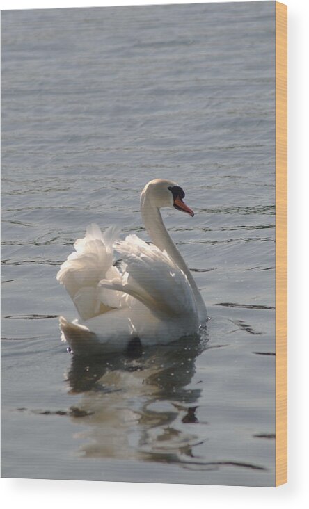Swan Wood Print featuring the photograph Mute Swan by Chris Day