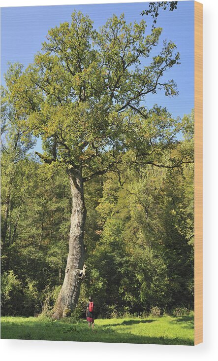 Oak Wood Print featuring the photograph Oak tree by Matthias Hauser