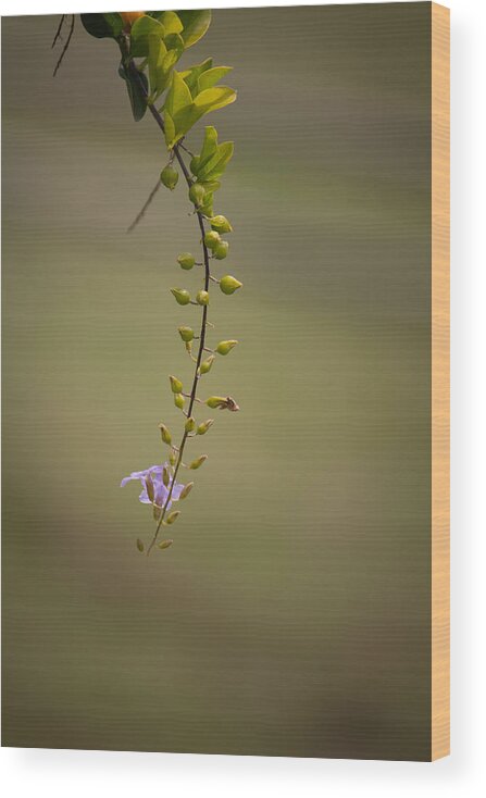 Offering Wood Print featuring the photograph Offering by SAURAVphoto Online Store