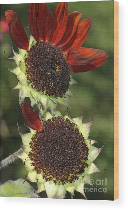 Sunflower Wood Print featuring the photograph One Petal by Deborah Benoit