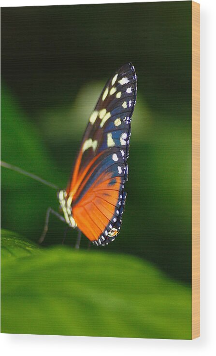 Hovind Wood Print featuring the photograph Orange and Yellow Profile by Scott Hovind