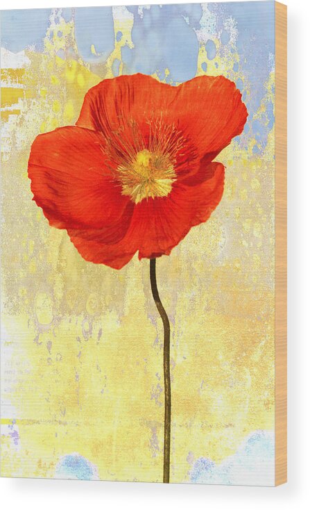 Flower Wood Print featuring the photograph Orange Iceland Poppy on Yellow and Blue by Carol Leigh