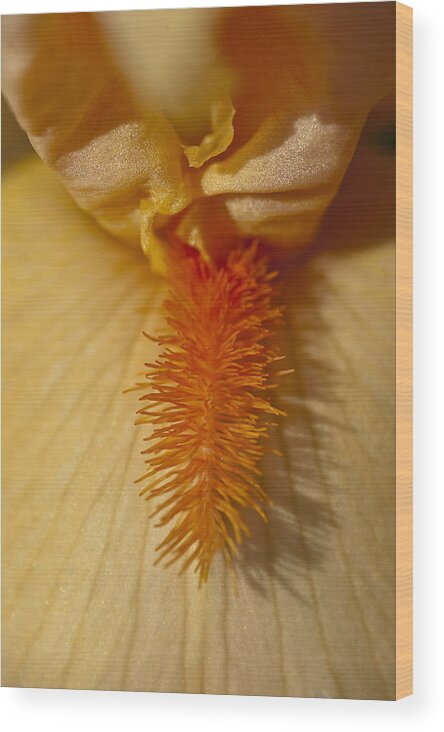 Orange Wood Print featuring the photograph Orange Iris by Rick Hartigan