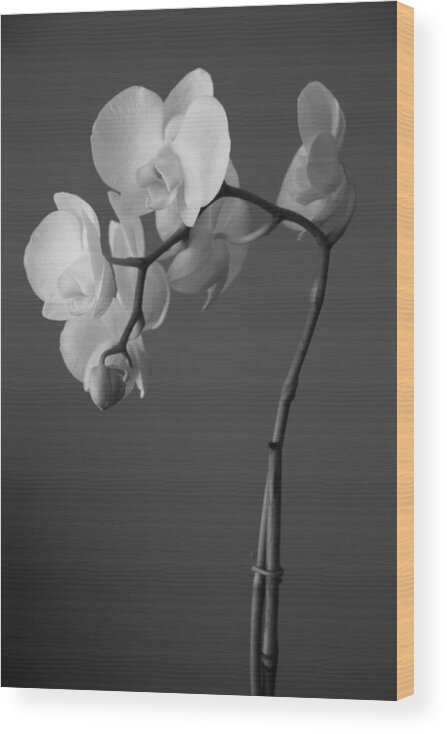 Orchid Wood Print featuring the photograph Orchid by Ellery Russell