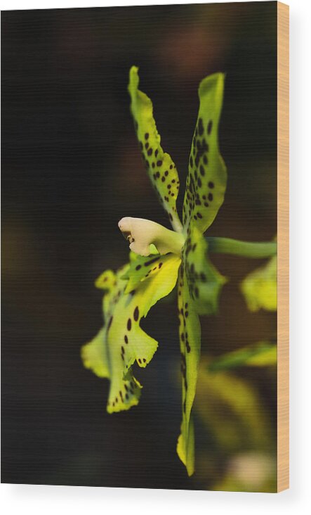 Bouquet Wood Print featuring the photograph Orchid flower by Michael Goyberg