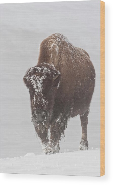 Bison Buffalo American Endangered Species Extinction Recovery Yellowstone Snow Cold Frost Ice Winter Wood Print featuring the photograph Out of the Fog by D Robert Franz
