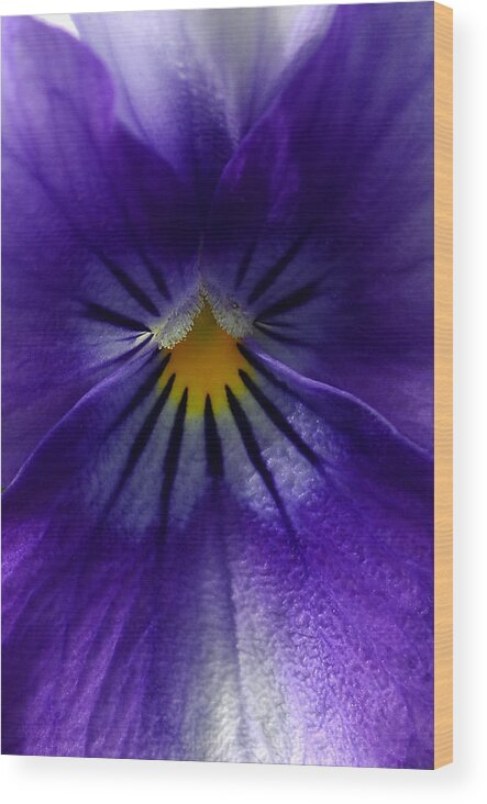 Pansies Wood Print featuring the photograph Pansy Abstract by Lisa Phillips